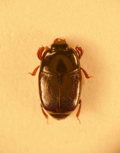 Platylomalus gardineri